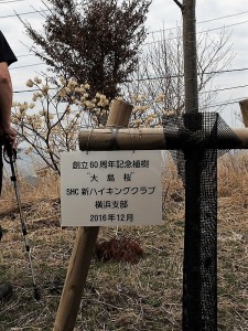 創立６０周年記念植樹大島桜