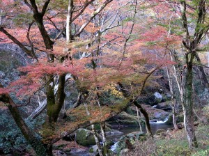 8花貫渓谷の紅葉並木路