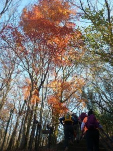 onoyama-autumn-leaves1